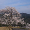 竹田城跡の桜２