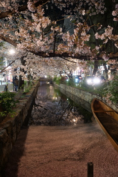 木屋町の夜桜１