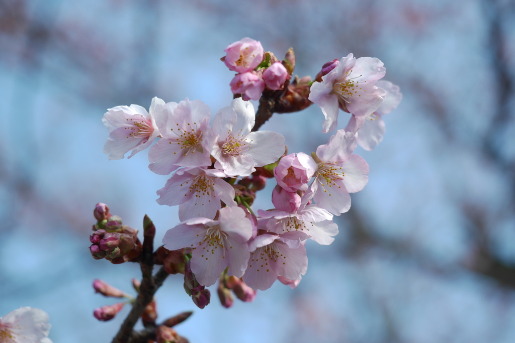 修善寺桜1