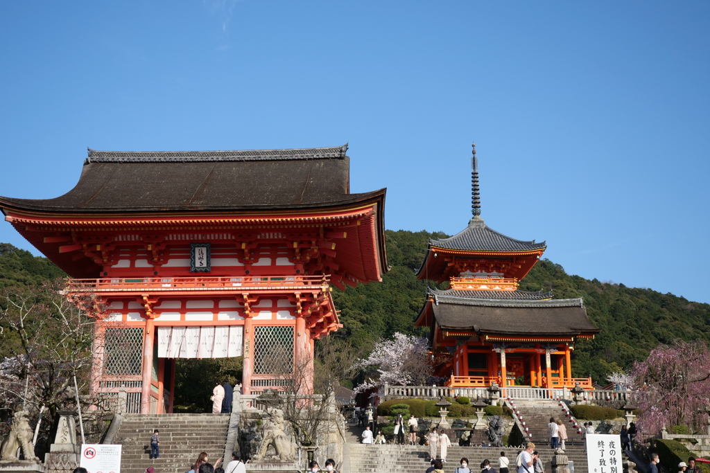 清水寺の桜１