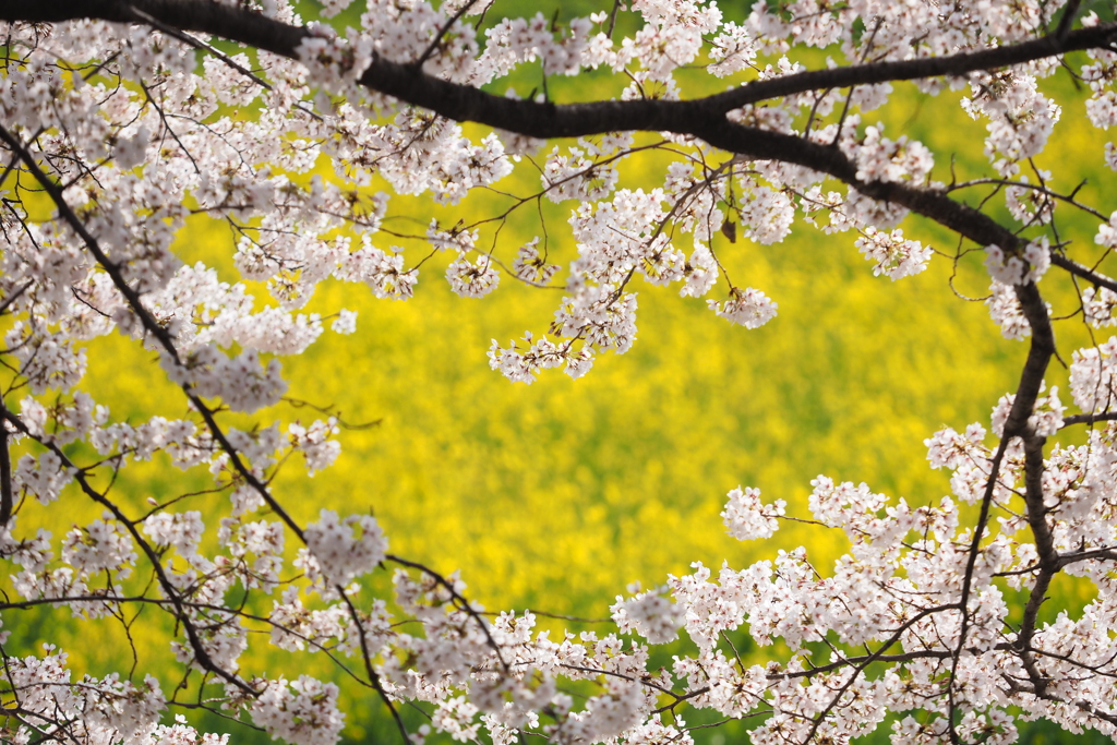 権現堂桜満開5