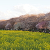 権現堂桜5