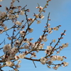 梅９