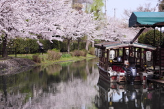 宇治川派流の桜７