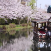 宇治川派流の桜７