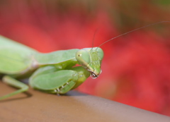 カマキリ