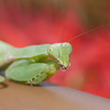 カマキリ