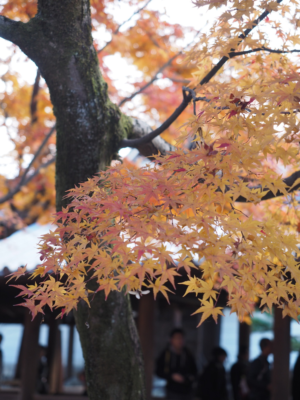 東福寺1