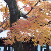 東福寺1