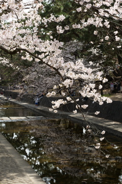 夙川の桜６