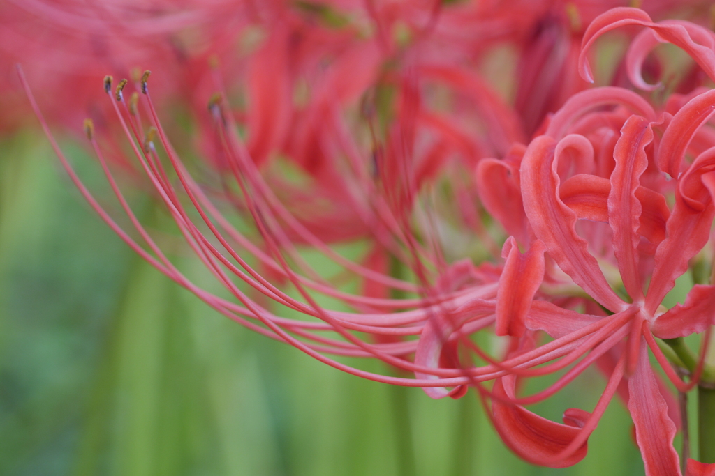 曼珠沙華16