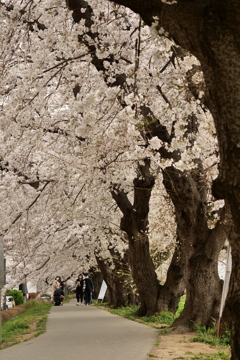 北越谷　桜1