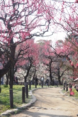 大阪城梅林5