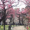 大阪城梅林5