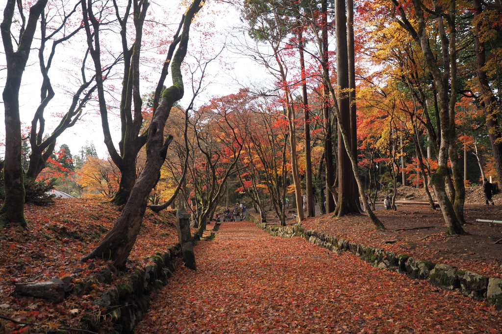 鶏足寺8