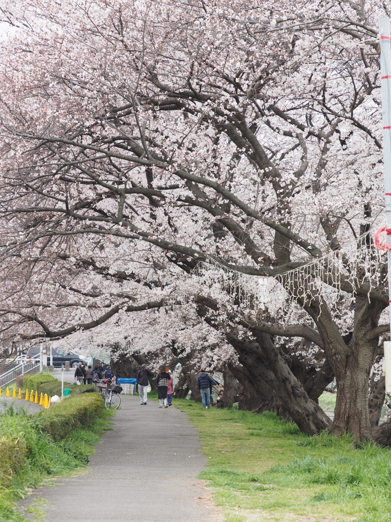 北越谷桜4