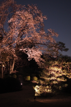 六義園　桜3