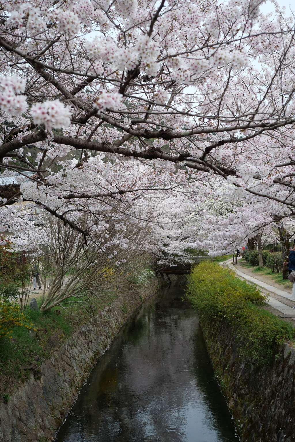 哲学の道の桜３