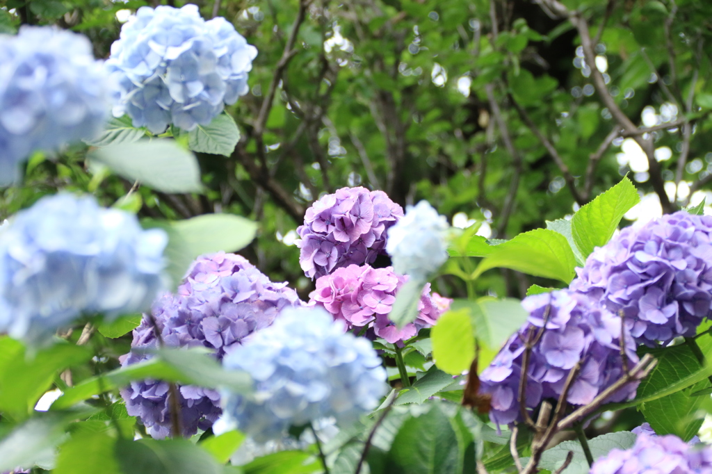 紫陽花にかこまれて