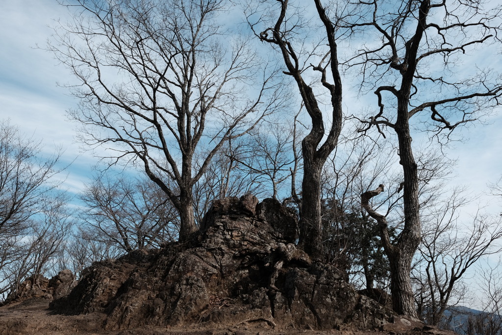 枯木と岩