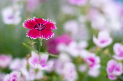 なでしこの花