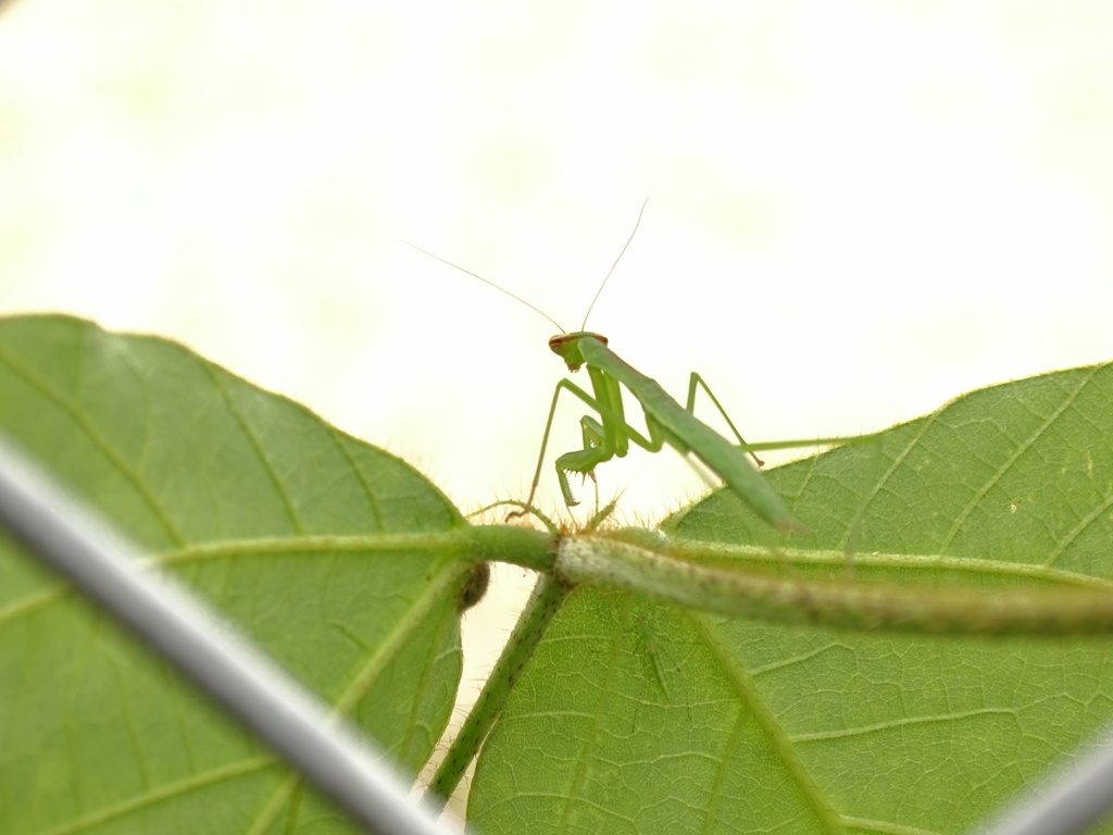 蟷螂