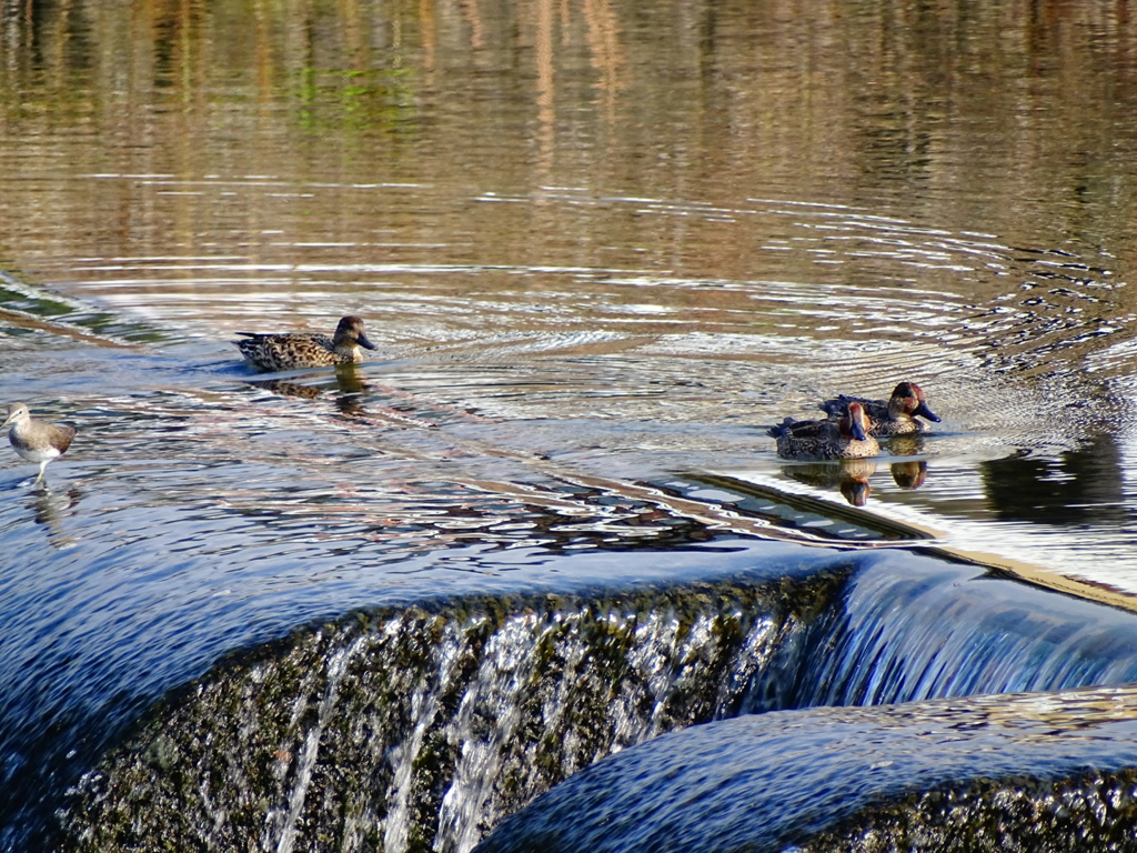 川辺～水鳥