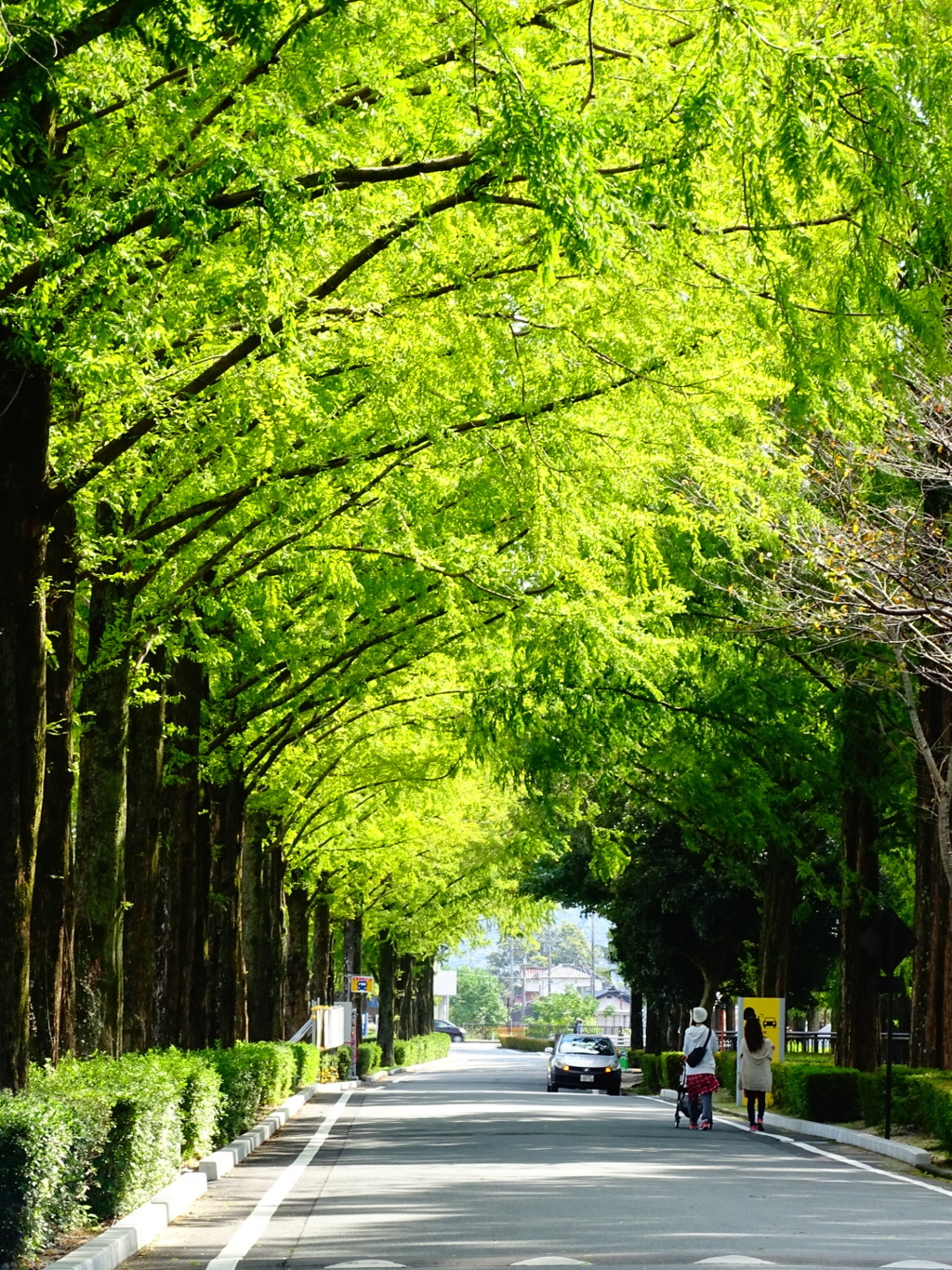 山口維新公園～並木