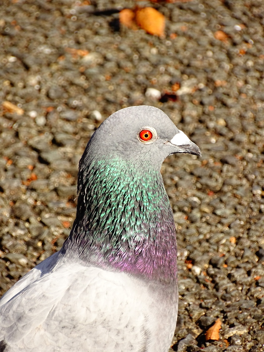 山口市内～鳩