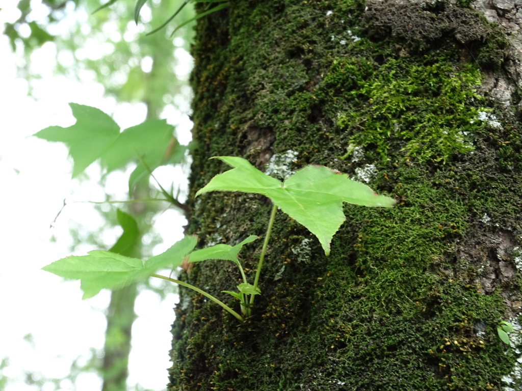 木の葉の形が好きです