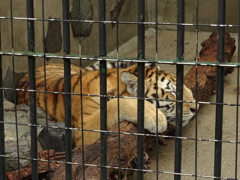 山口徳山動物園～虎
