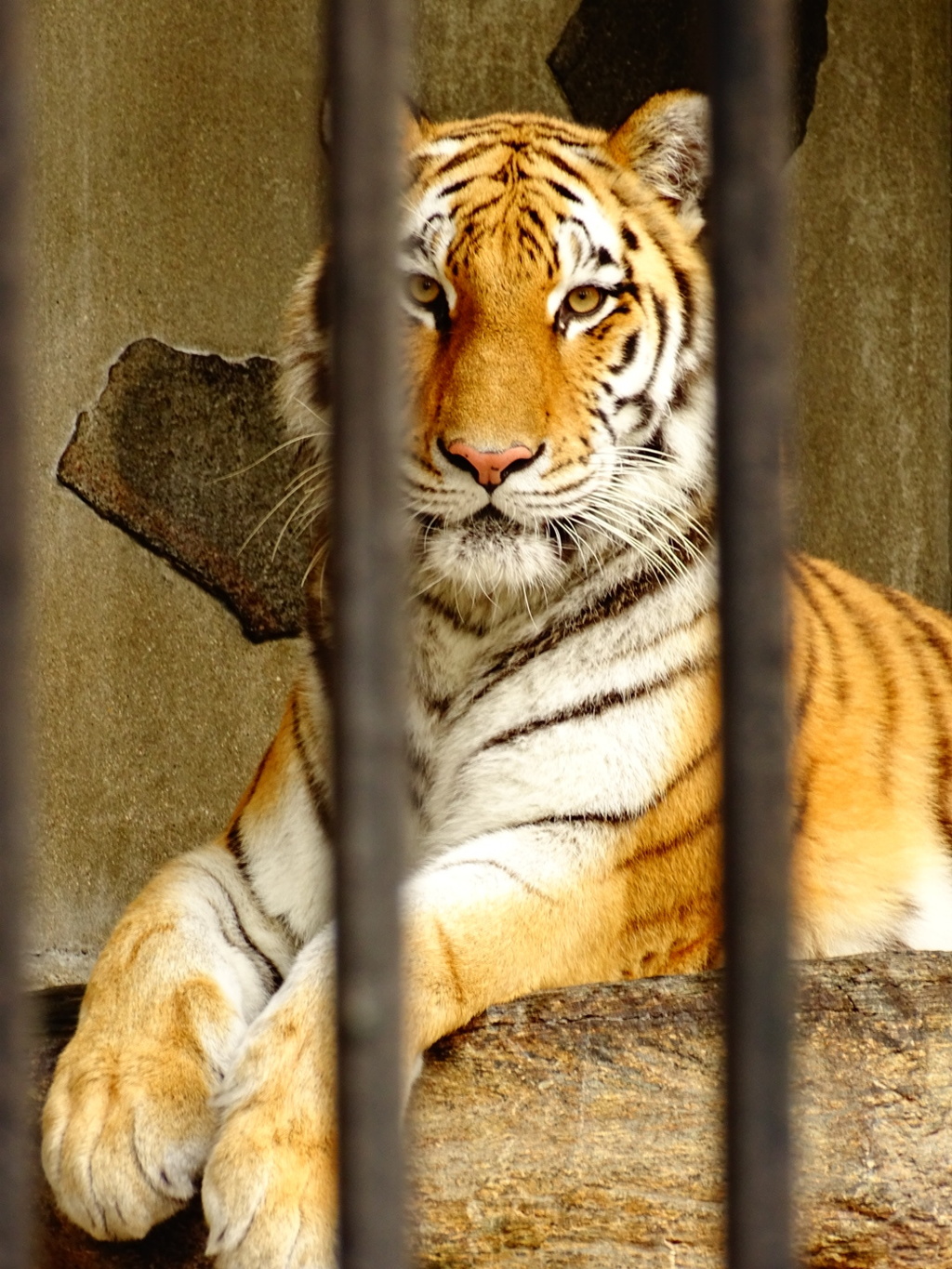 山口徳山動物園～虎