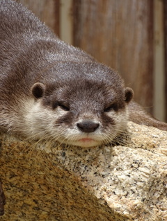 水辺の動物