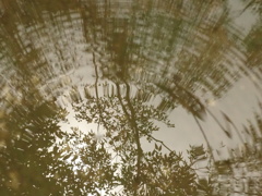 水溜まり