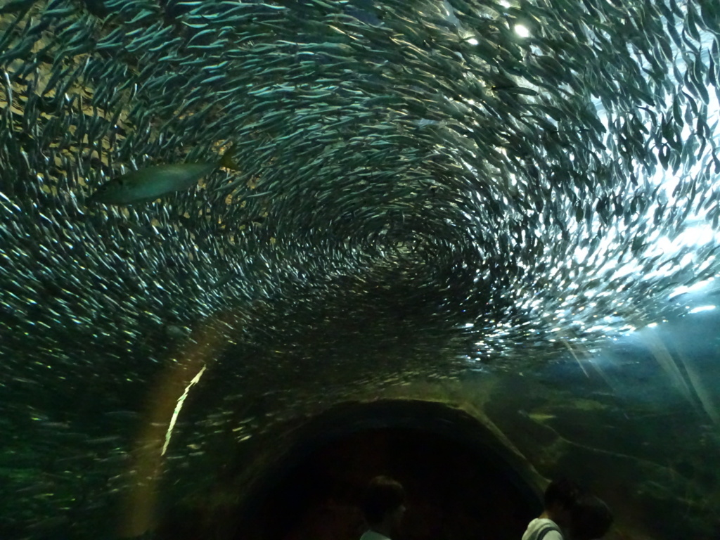 魚群