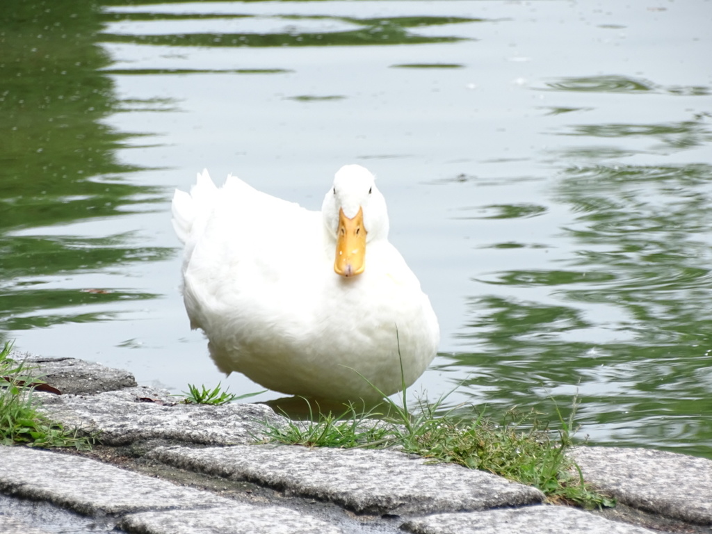 公園アヒル