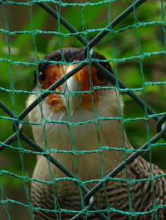 動物園（鳥）