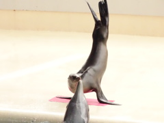 アシカ