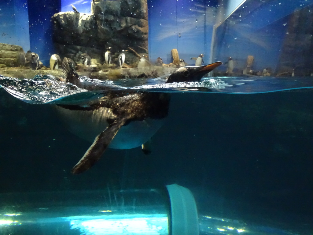 ペンギン（左から）