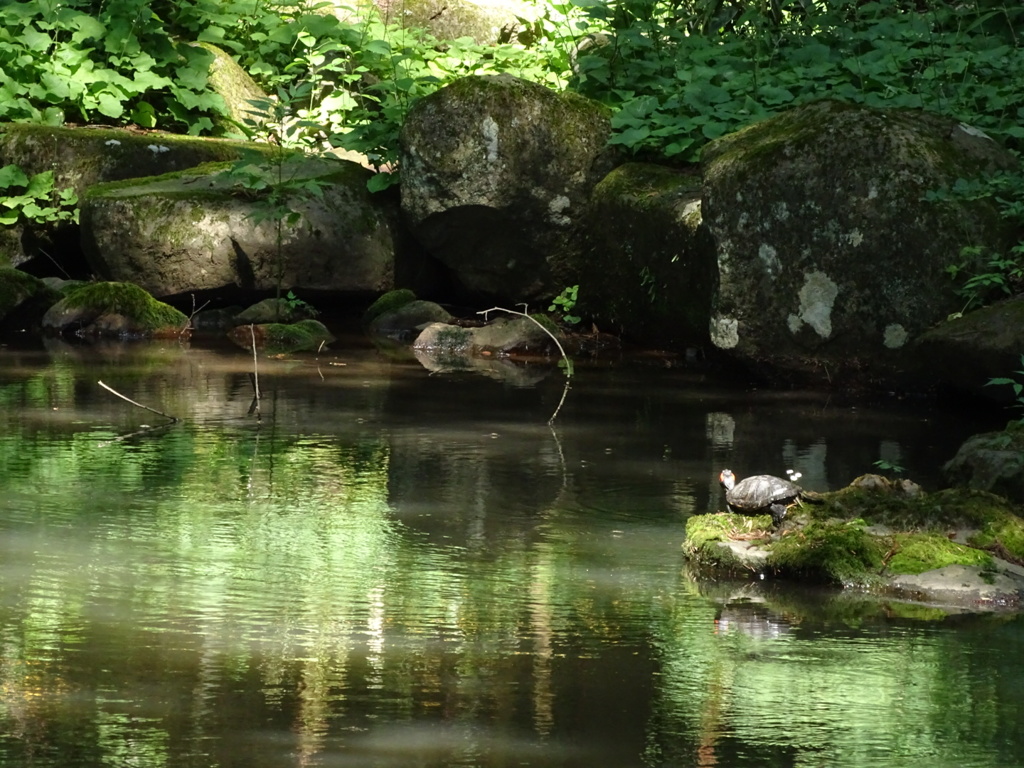 長野県矢彦、小野神社～池