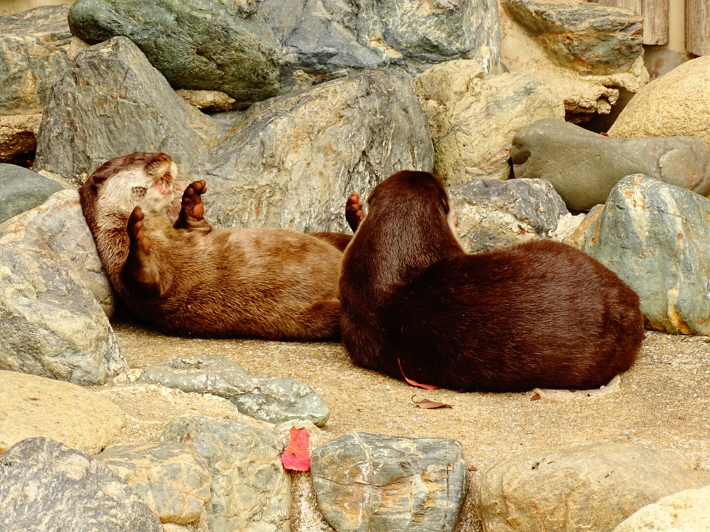 山口徳山動物園～カワウソ's