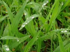 朝露