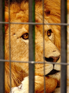 山口徳山動物園～獅子