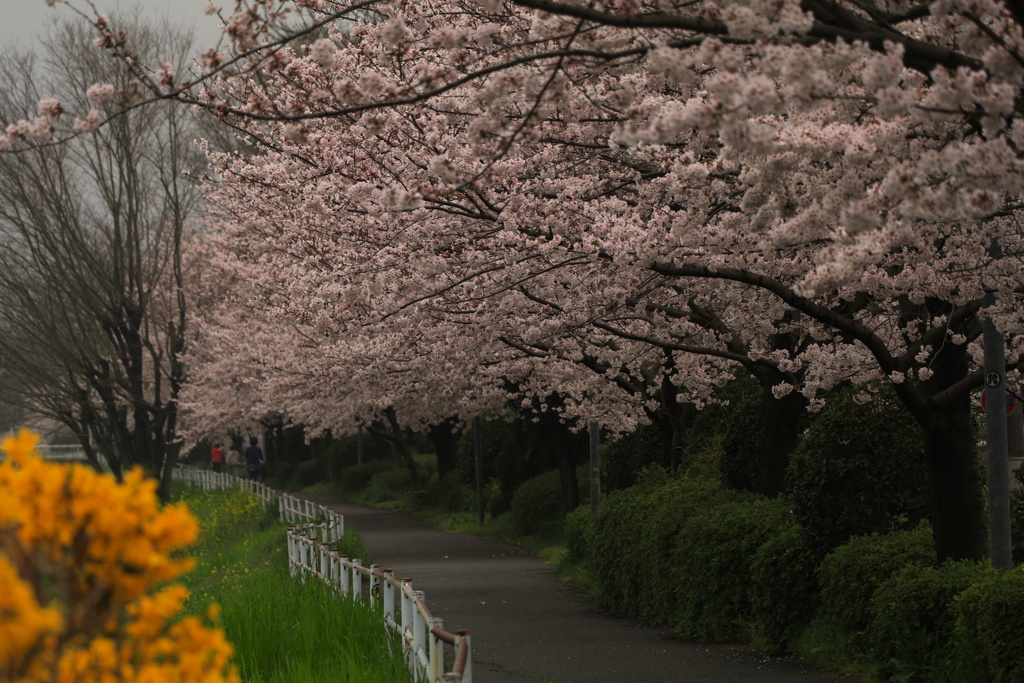 山科川遊歩道　桜