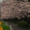 山科川遊歩道　桜