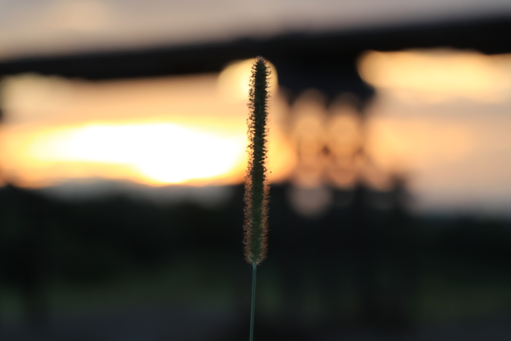 木津川　流れ橋晩夏