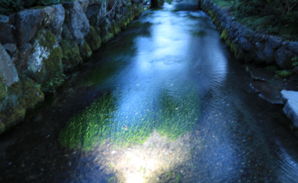 滋賀県　醒ヶ井　梅花藻ライトアップ(２)