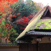 京都清滝　鳥居本の紅葉3