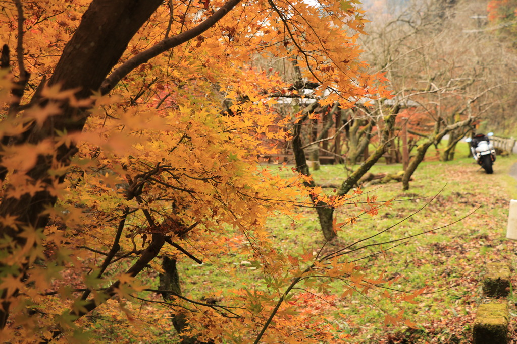 隼と紅葉2