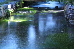 滋賀県　醒ヶ井　梅花藻ライトアップ